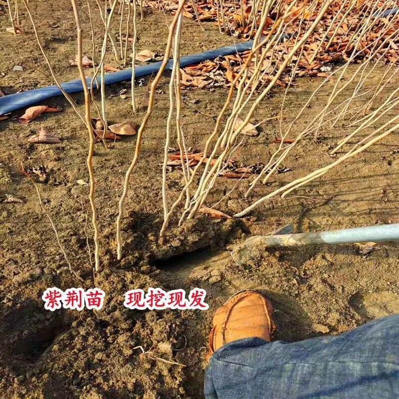 紫荊苗紫荆小苗1一8公分，规格齐全紫荆树紫荆花树苗