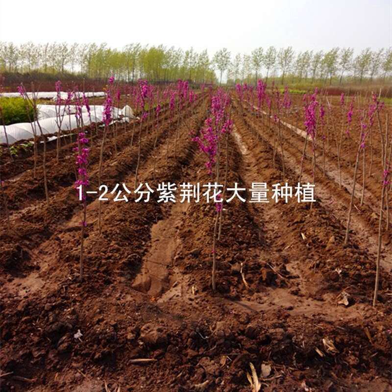 紫荊苗紫荆小苗1一8公分，规格齐全紫荆树紫荆花树苗