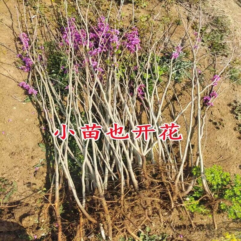 紫荊苗紫荆小苗1一8公分，规格齐全紫荆树紫荆花树苗