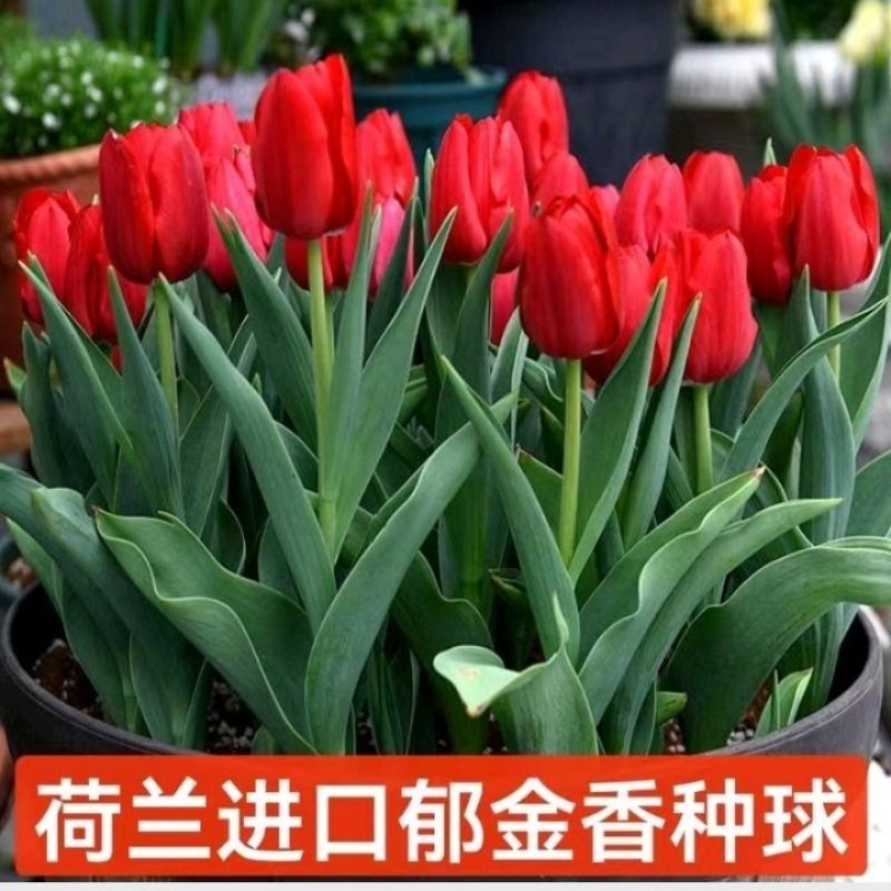 郁金香种球荷兰进口球包颜色包对版郁金香种球耐寒