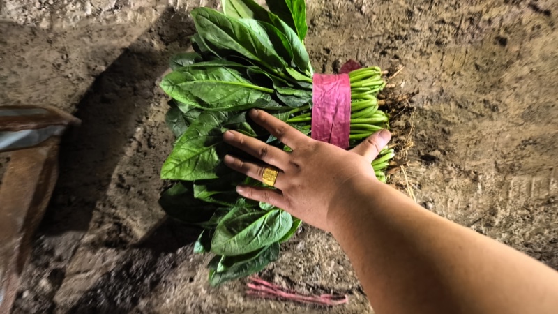 【推荐】大叶菠菜相当有亮度市场商超供应代发全国