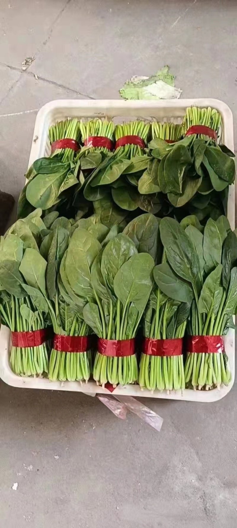 内蒙万亩大叶菠菜产地现货各种规格实力代办供货稳定