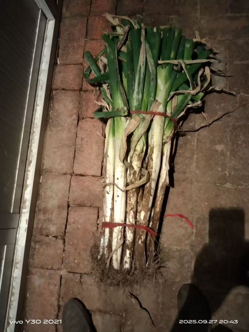 【实力】精品铁杆大葱产地直发一手货源视频看货大量供