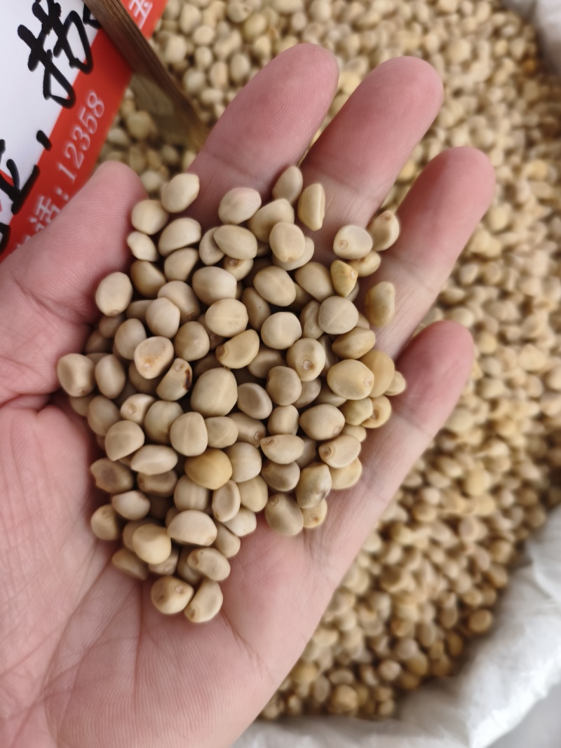 中药材华佗豆拐子豆跌打豆2025年新货颜色好