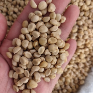 中药材华佗豆拐子豆跌打豆2025年新货颜色好