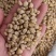 中药材华佗豆拐子豆跌打豆2025年新货颜色好