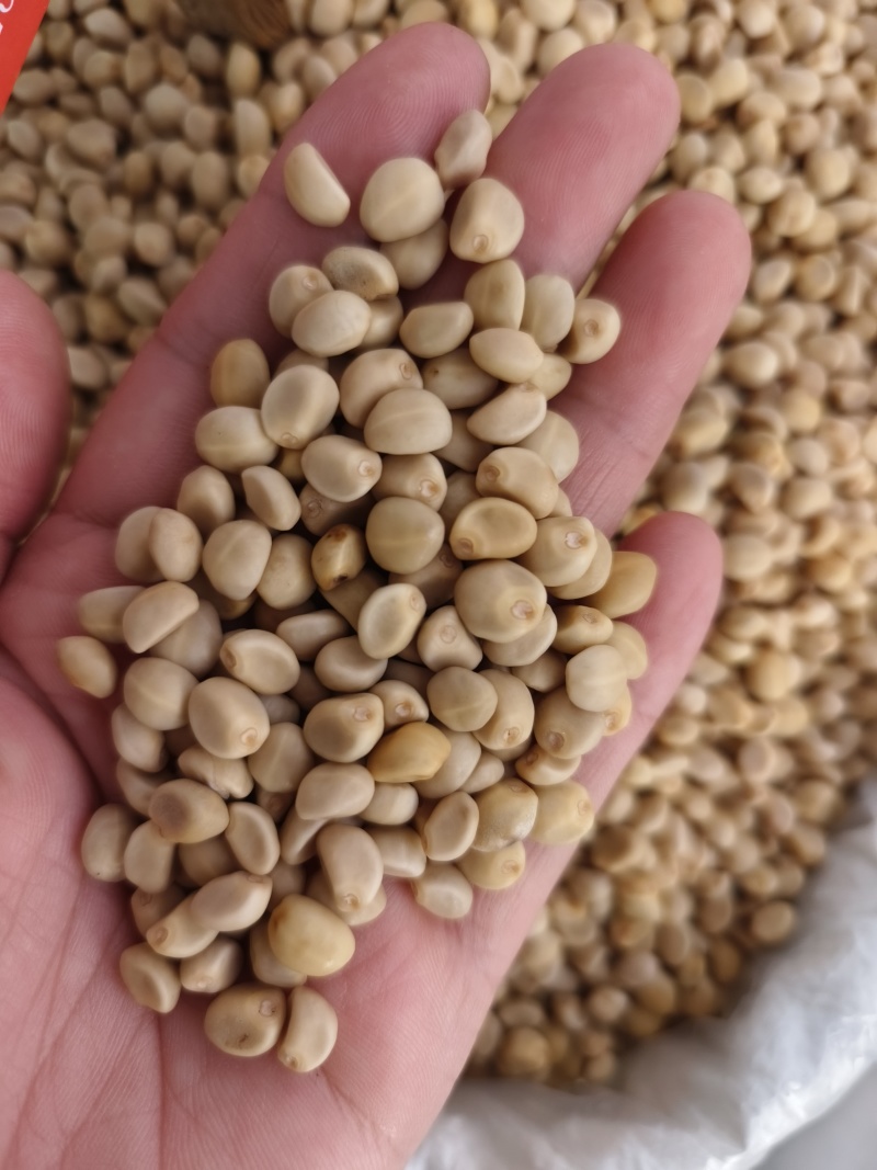 中药材华佗豆拐子豆跌打豆2025年新货颜色好