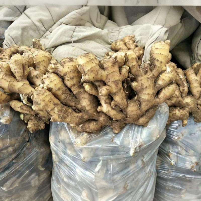 山东优质大黄姜小黄姜产地大量供应出口，市场商超电商