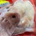 精品猪头肉，熟猪头肉，去骨无毛处理的很干净