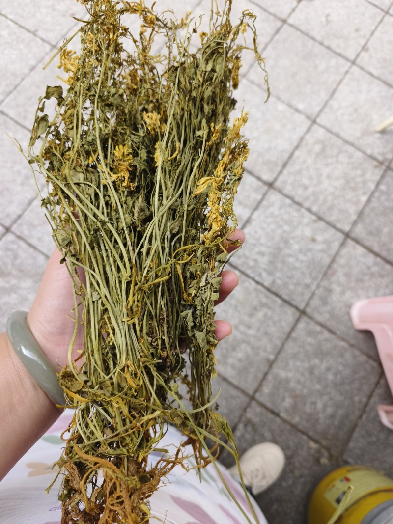 中药材岩黄连石生黄堇货源充足保证质量