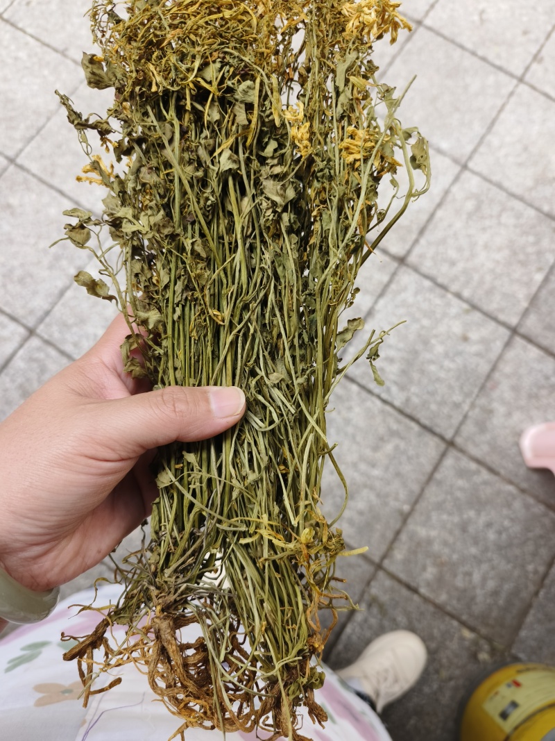 中药材岩黄连石生黄堇货源充足保证质量