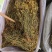 中药材岩黄连石生黄堇货源充足保证质量