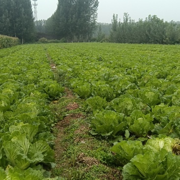 大白菜。大葱