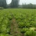 大白菜。大葱