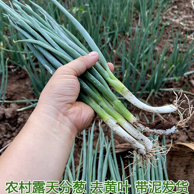 小葱四季小葱产地看货论价保质保量量大从优
