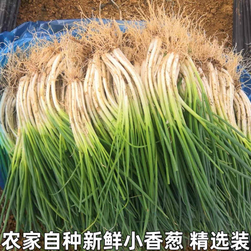 小葱四季小葱产地看货论价保质保量量大从优