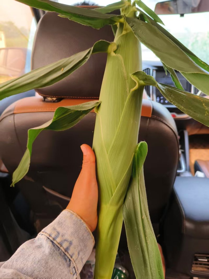 河北唐山农科玉336糯玉米个头大皮色绿无虫大量供应品质优