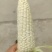 河北唐山农科玉336糯玉米个头大皮色绿无虫大量供应品质优