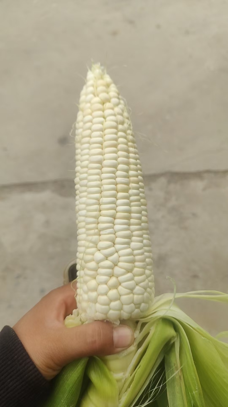 河北唐山农科玉336糯玉米个头大皮色绿无虫大量供应品质优