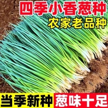 优质小葱产地大量上市保质保量支持全国各地直发。