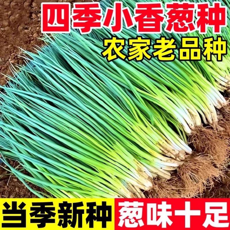 优质小葱产地大量上市保质保量支持全国各地直发。