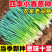 优质小葱产地大量上市保质保量支持全国各地直发。