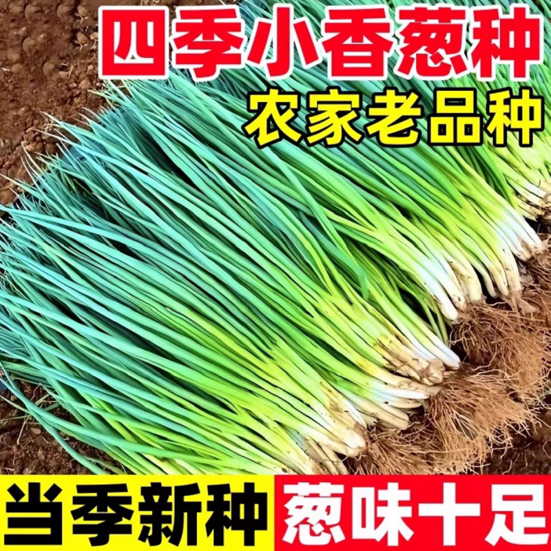 优质小葱产地大量上市保质保量支持全国各地直发。