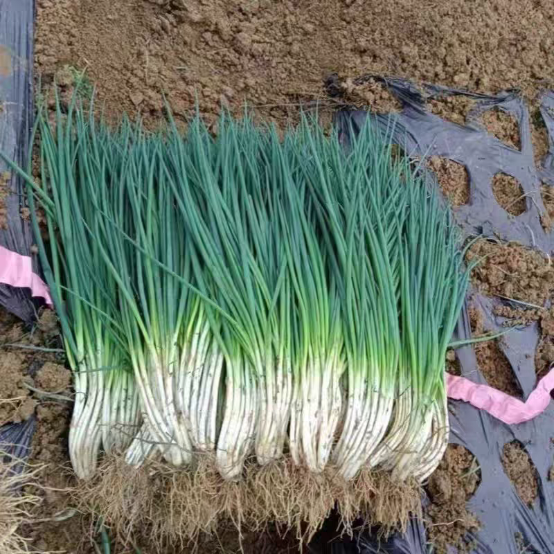优质小葱产地大量上市保质保量支持全国各地直发。