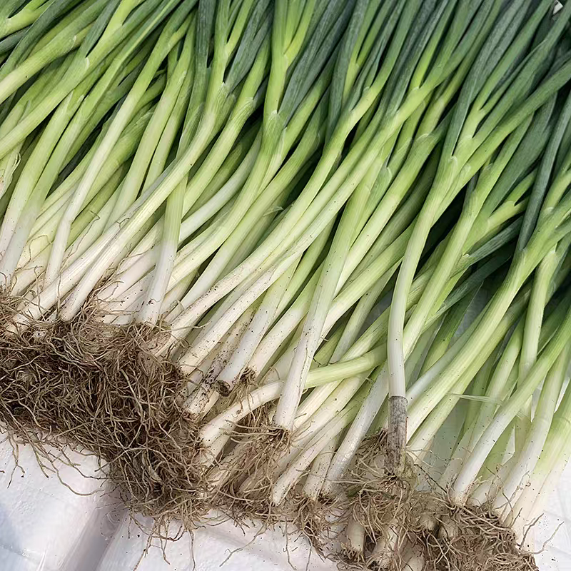 小葱产地一手货源支持视频看货保质保量欢迎订购