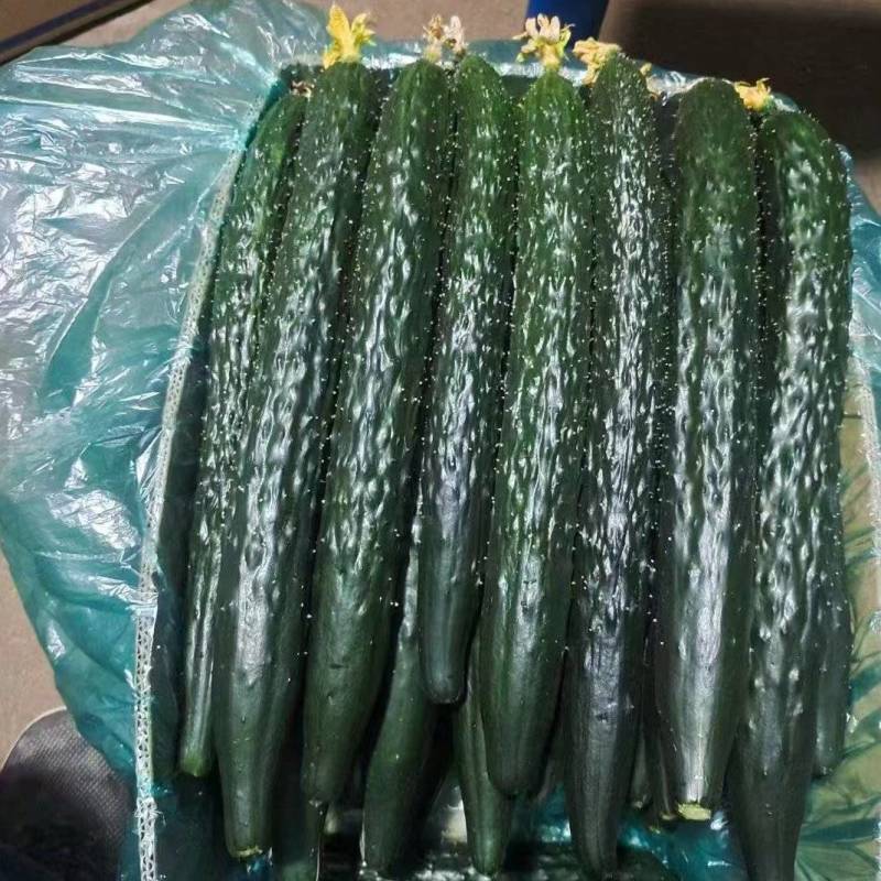 江苏南通海门黄瓜