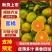 蜜橘云南蜜橘高山蜜橘，品类齐全，价格可谈，欢迎电联