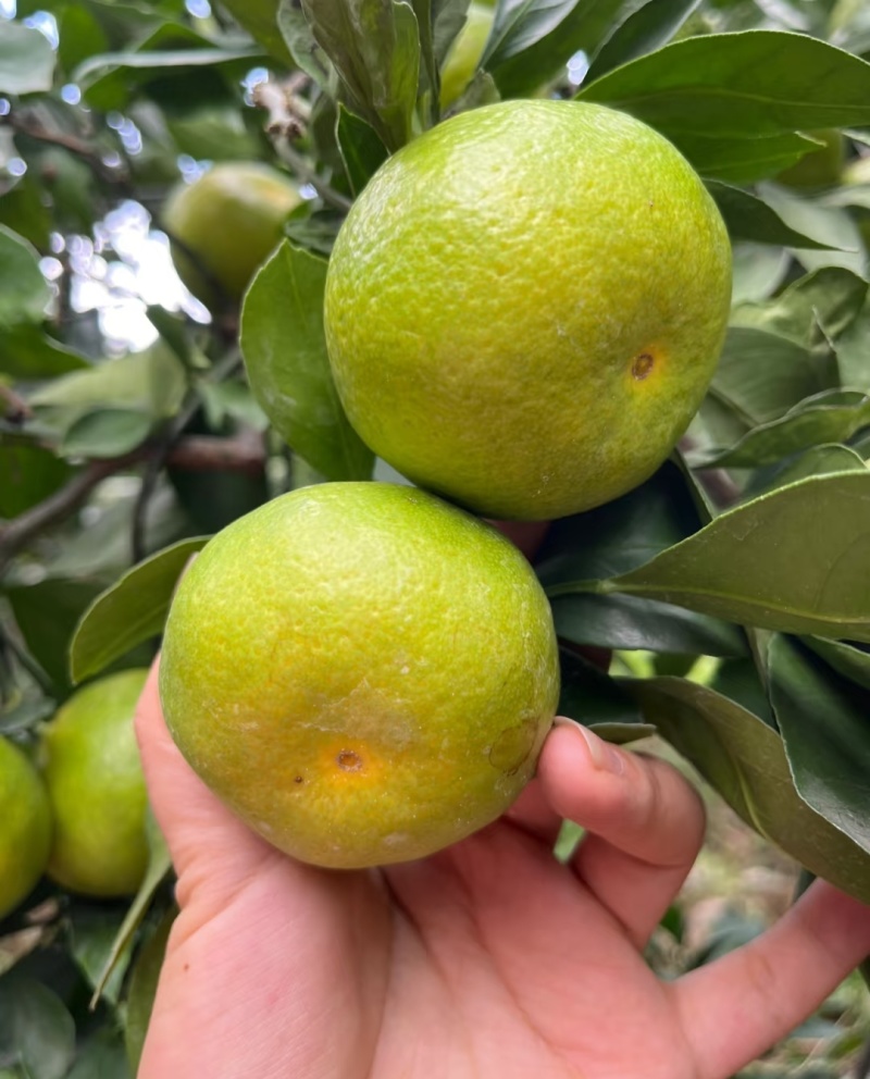 蜜橘云南蜜橘高山蜜橘，品类齐全，价格可谈，欢迎电联