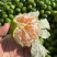 蜜橘云南蜜橘高山蜜橘，品类齐全，价格可谈，欢迎电联