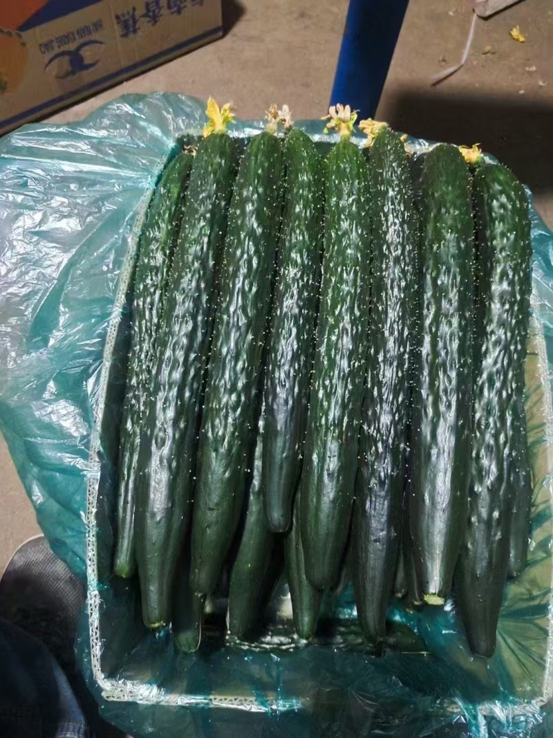 江苏南通海门黄瓜