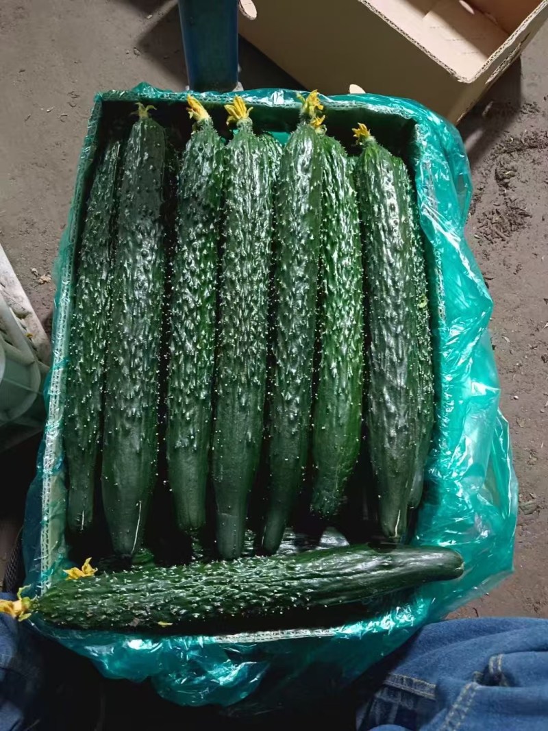 江苏南通海门黄瓜
