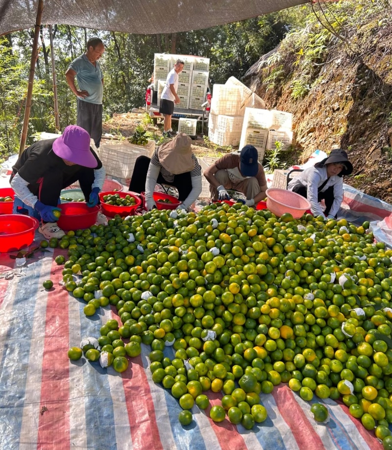 蜜橘云南蜜橘高山蜜橘，品类齐全，价格可谈，欢迎电联