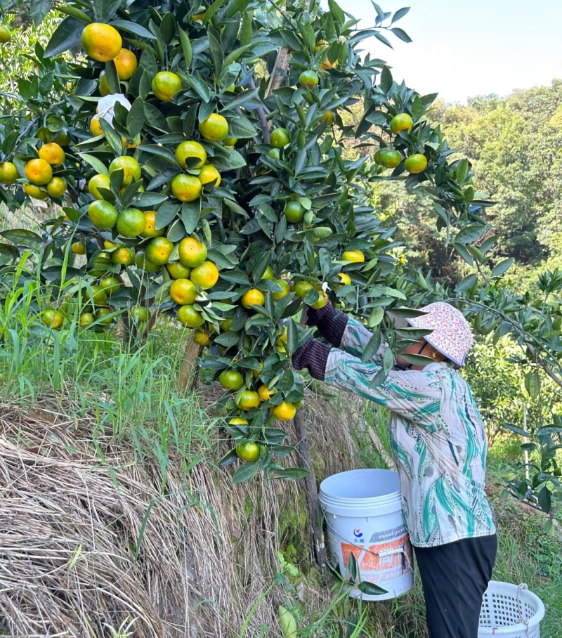 蜜橘云南蜜橘高山蜜橘，品类齐全，价格可谈，欢迎电联