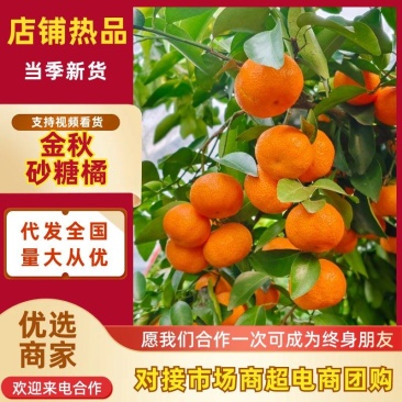 金秋砂糖橘产地一手货源/皮薄多汁/规格齐全/对接市场批发