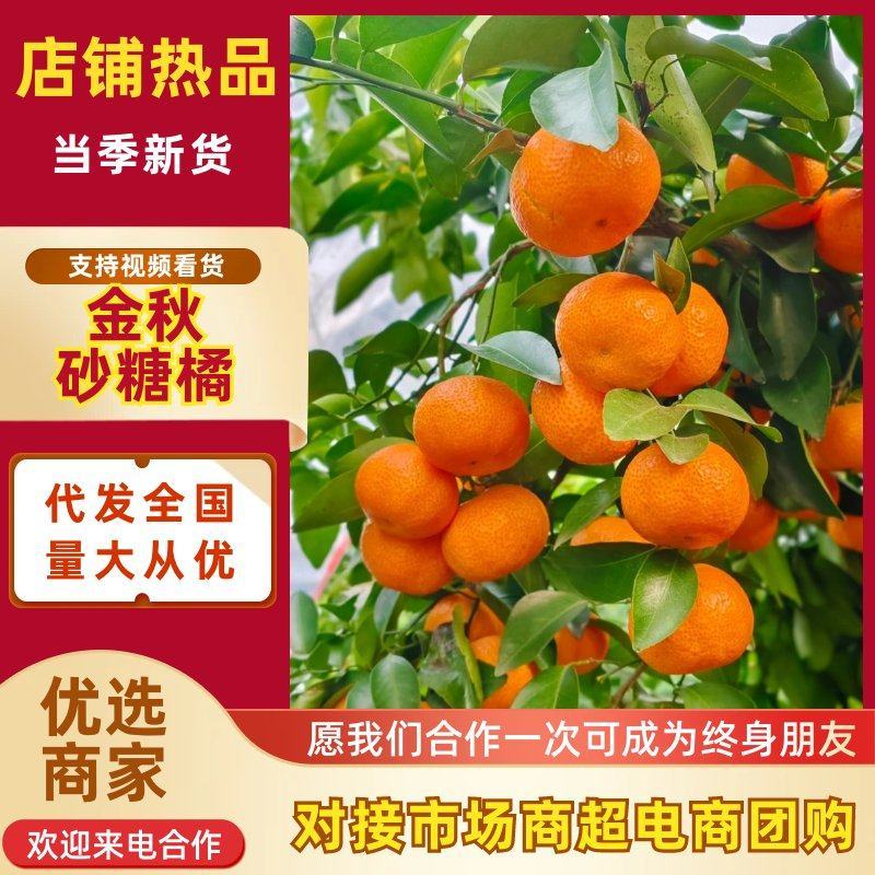金秋砂糖橘产地一手货源/皮薄多汁/规格齐全/对接市场批发