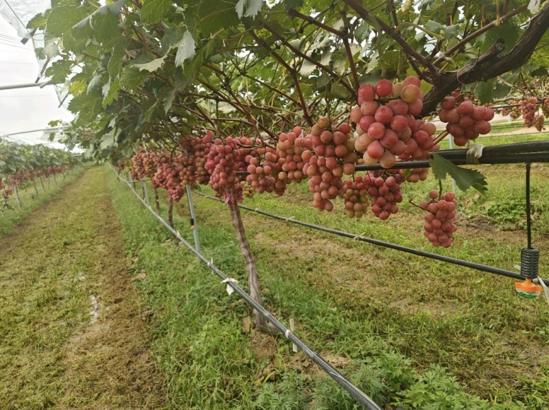 陕西自有葡萄基地精品妮娜皇后果园直发欢迎咨询