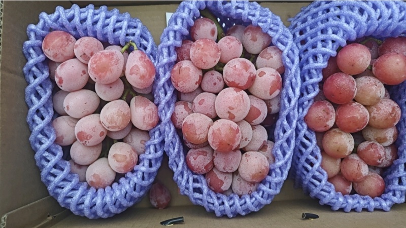 陕西自有葡萄基地精品妮娜皇后果园直发欢迎咨询