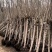 紫荊花树紫荆花苗,紫荆小苗,3一8公分量大,基地供应