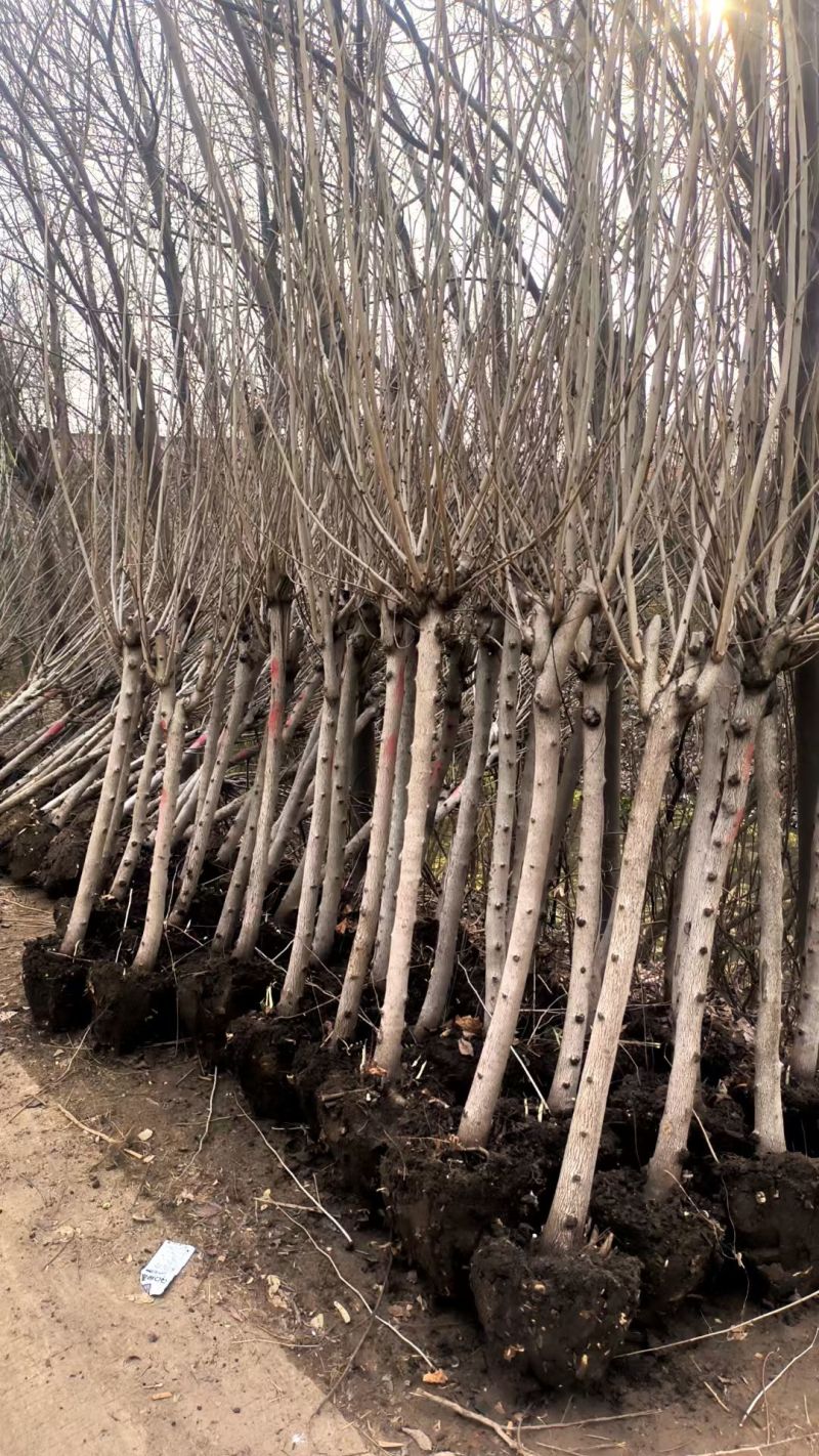 紫荊花树紫荆花苗，紫荆小苗，3一8公分量大，基地供应