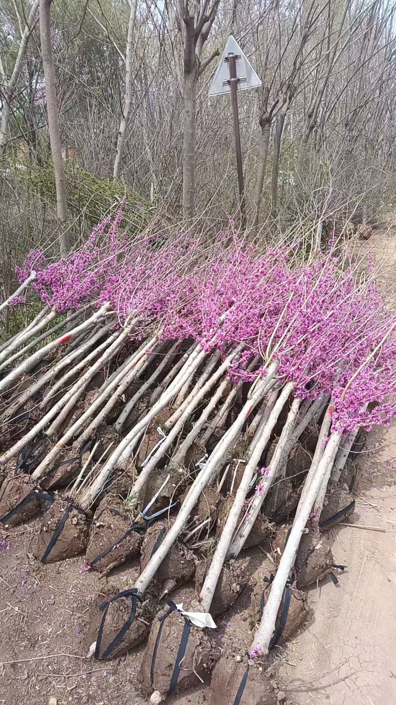 紫荊花树紫荆花苗，紫荆小苗，3一8公分量大，基地供应
