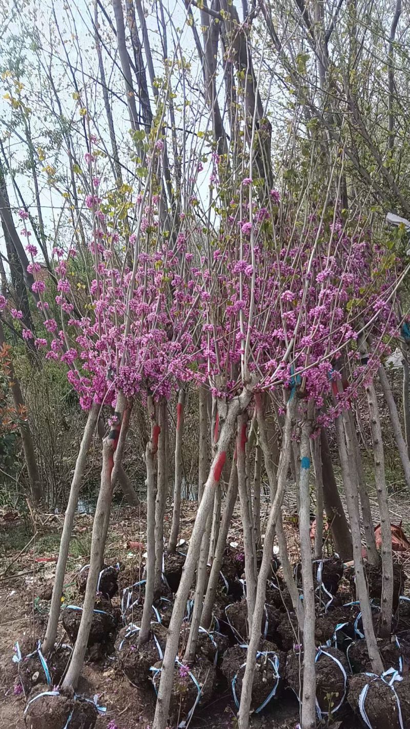 紫荊花树紫荆花苗，紫荆小苗，3一8公分量大，基地供应