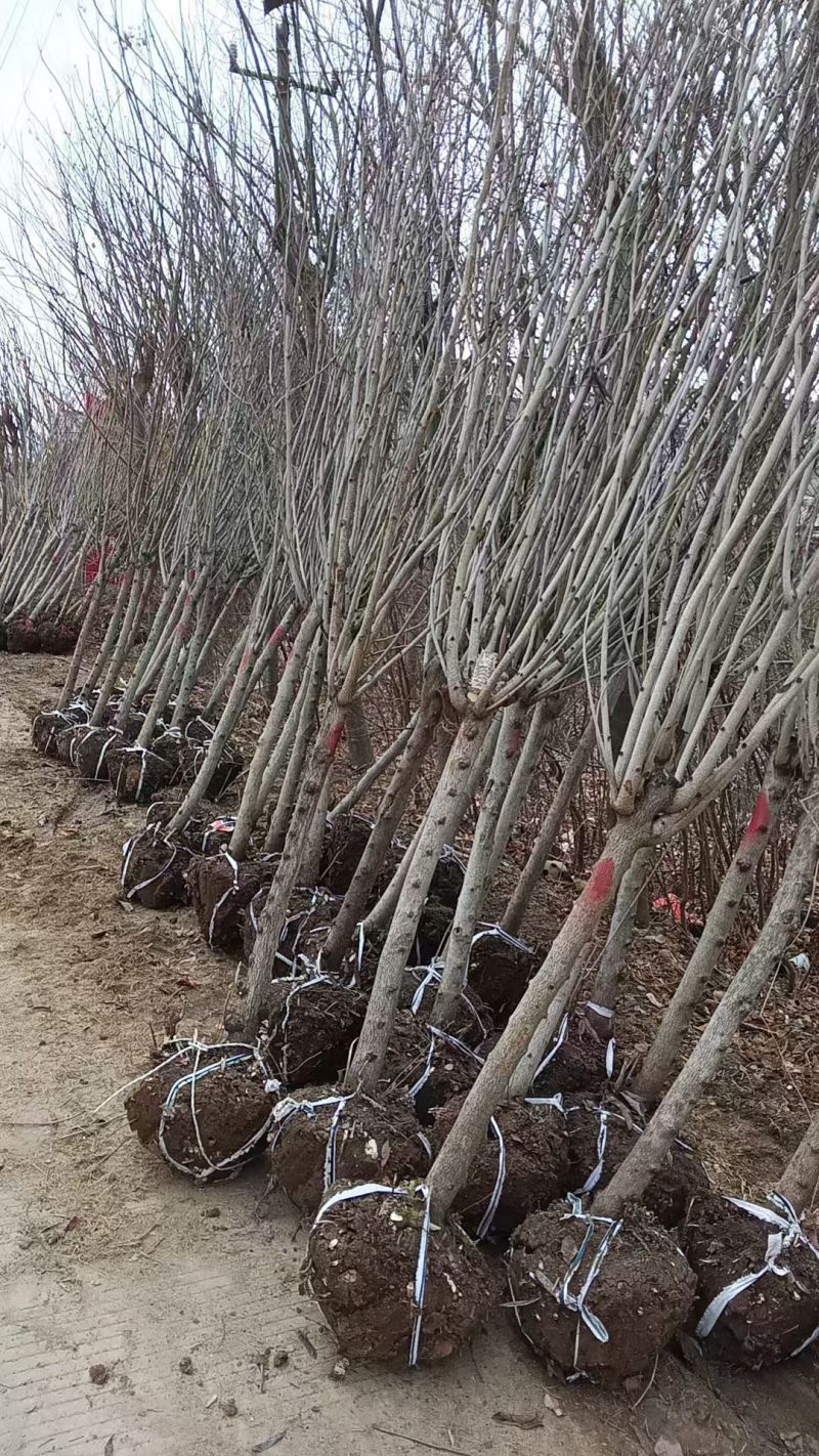 紫荊花树紫荆花苗，紫荆小苗，3一8公分量大，基地供应