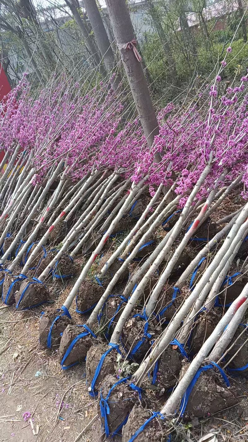 紫荊花树紫荆花苗，紫荆小苗，3一8公分量大，基地供应