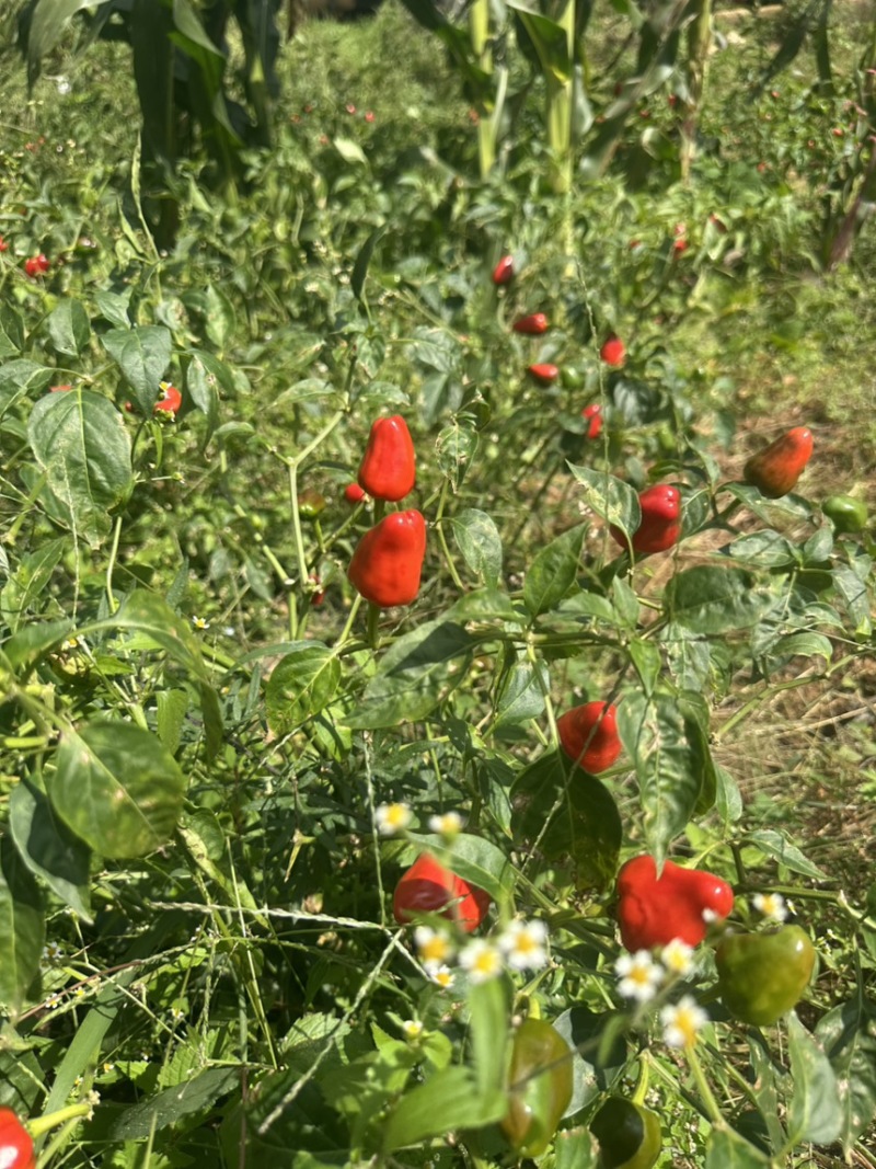精品草莓椒，
