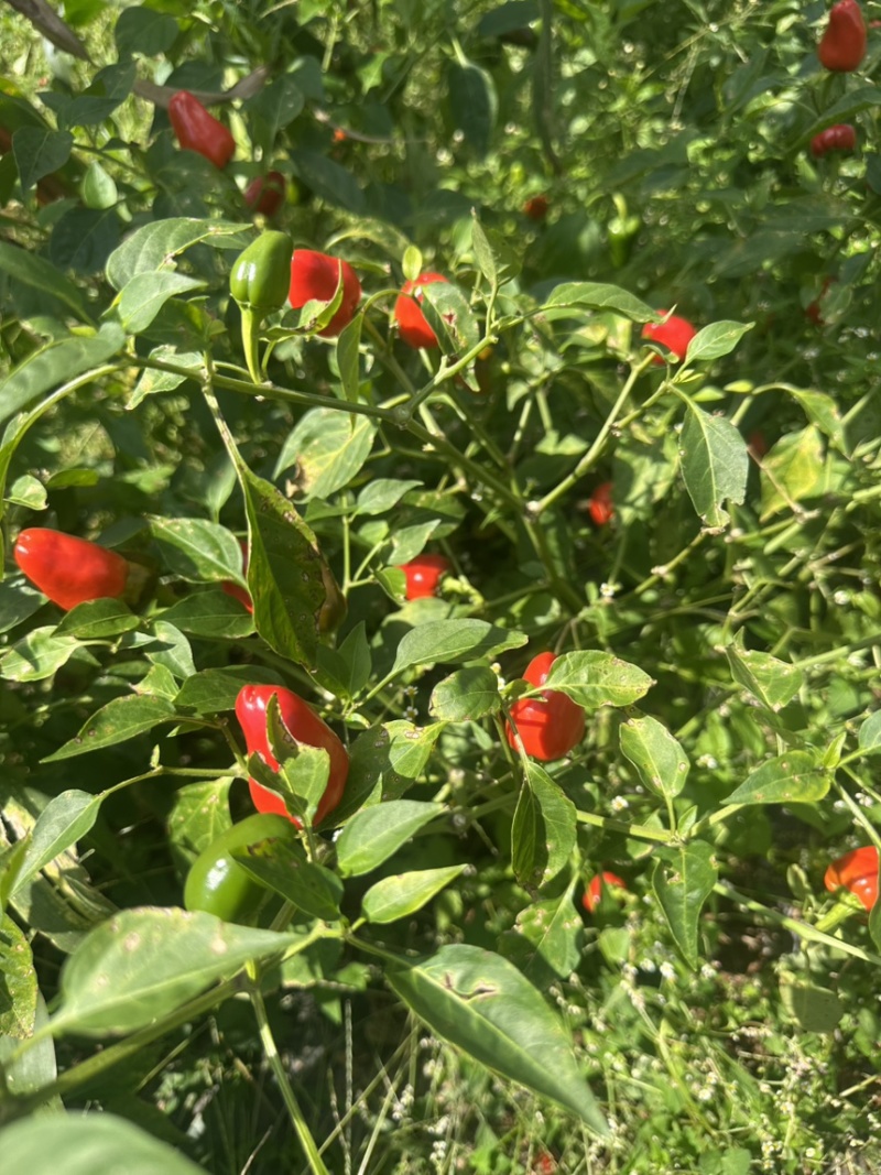 精品草莓椒，