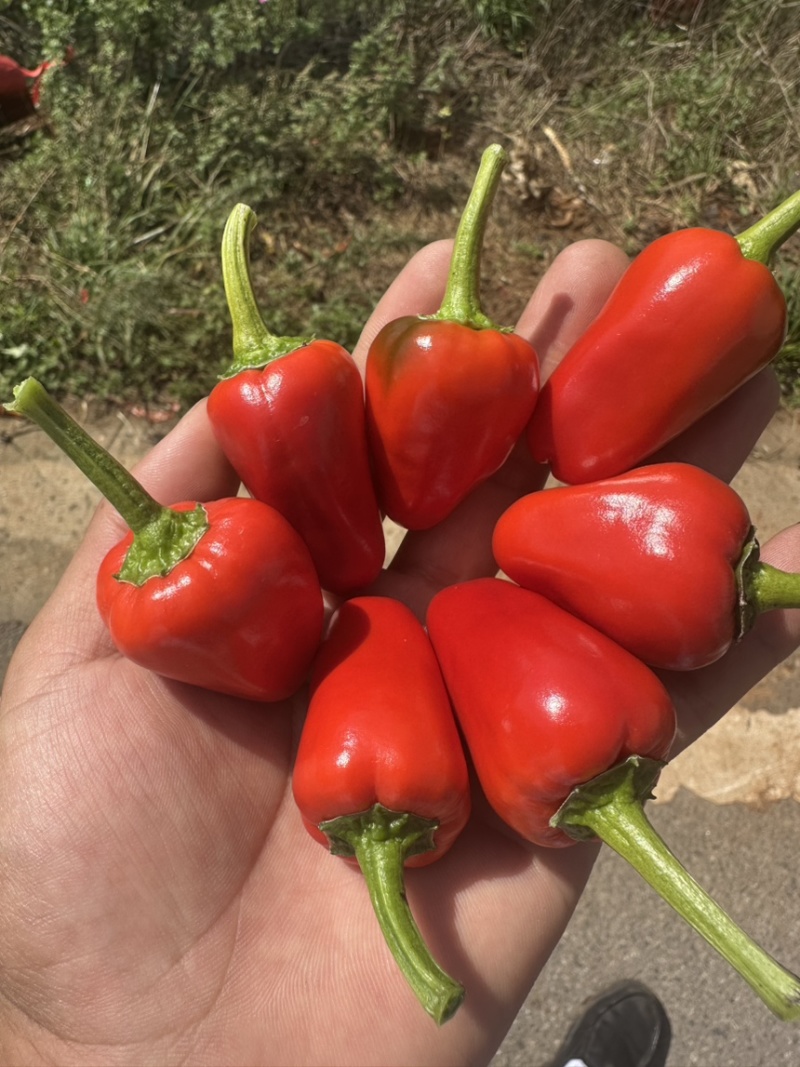 精品草莓椒，